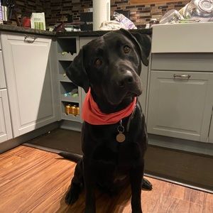 Meet your Posher, Emma